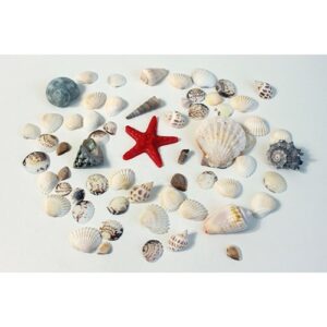 Kids Kabinet Schelpen voor Sensorisch Spel | Loose Parts voor Speelbakken
