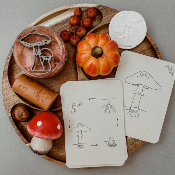 lifecycle-pompoen-flashcards-montessori-onderwijs Lifecycle kaarten van paddenstoel groeicyclus educatief Montessori speelgoed