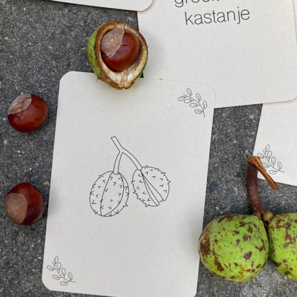 wildebras-lifecycle-flashcards-montessori-natuuronderwijs-herfst-hetspeellab Lifecycle flashcards van de kastanje volgens Montessori methode